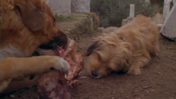 For the Love of Benji Movie: Friends Love to Share