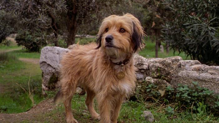 For the Love of Benji Movie: Our Hero, Benji