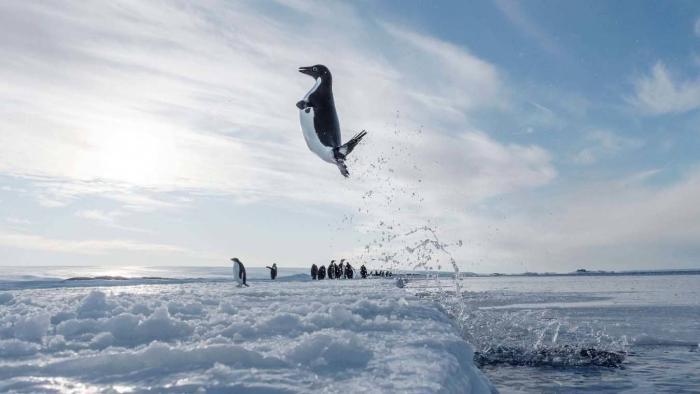 March of the Penguins 2: The Next Step Movie: Scene #2