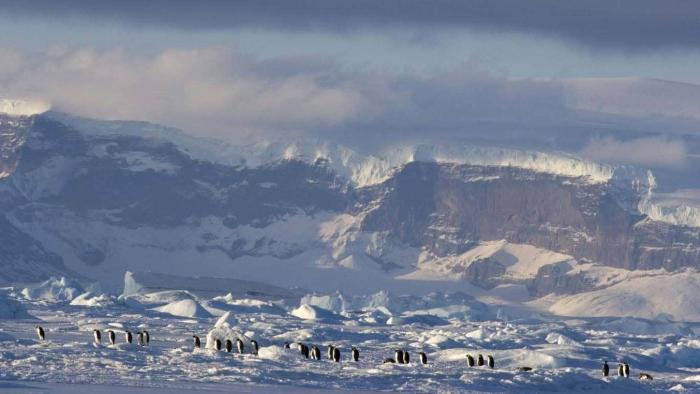March of the Penguins 2: The Next Step Movie: Scene #3