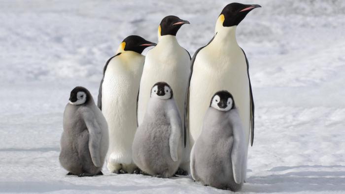 March of the Penguins 2: The Next Step Movie: Scene #1