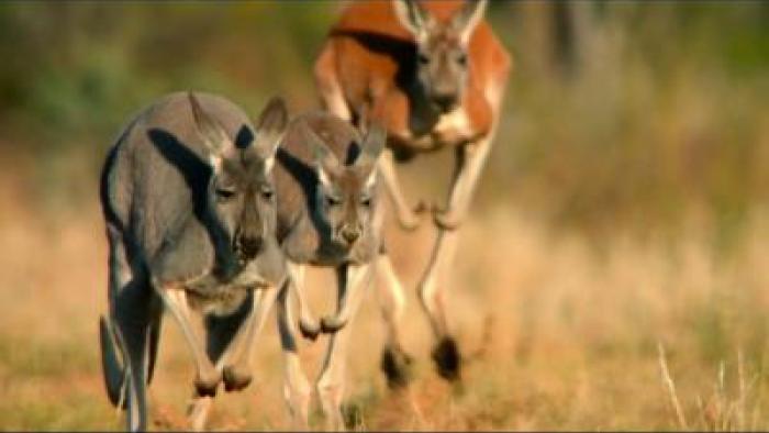 meet-the-marsupials-tv-show-scene-1