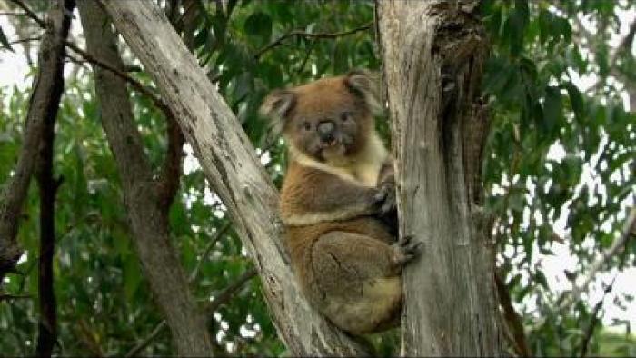 meet-the-marsupials-tv-show-scene-2