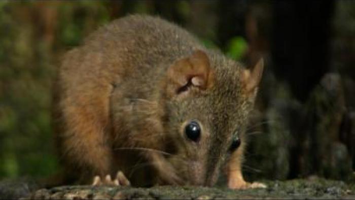 meet-the-marsupials-tv-show-scene-3