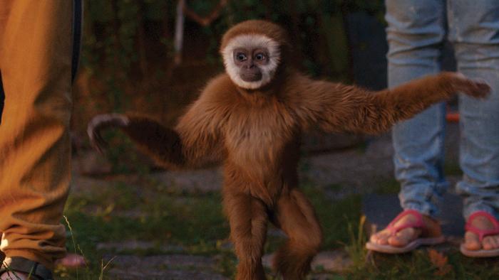 Monky Movie: Scene #5