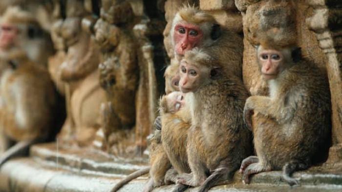 Monkey Kingdom Movie: Monkey family