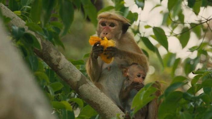 Monkey Kingdom Movie: Two monkeys eating fruit in a tree