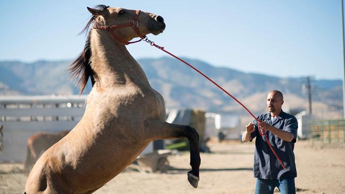 The Mustang Movie: Roman Coleman and friend