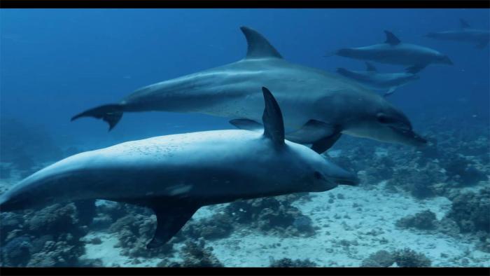 Ocean Souls-Movie-Scene #2
