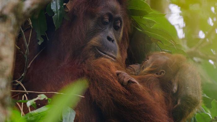 Orangutan: Orangutans captured on camera.