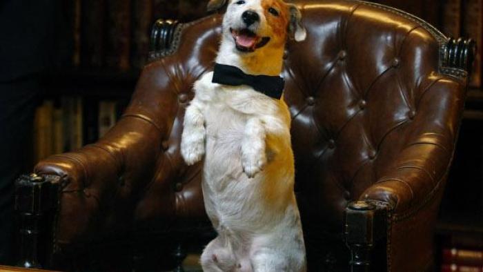 Millionaire Dog Movie: Scene #3