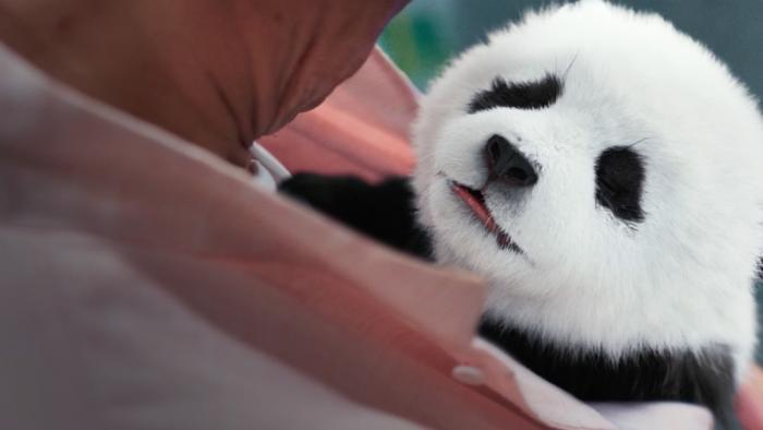 Panda Plan Movie: Hu Hu the panda looks up at Jackie while being cradled in his arms