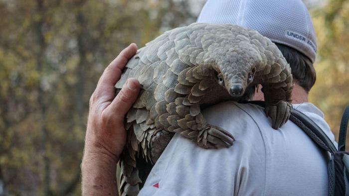 Pangolin: Kulu's Journey: Pangolin rides on a man's shoulder.