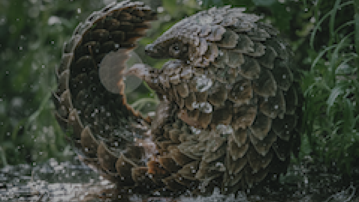 Pangolin: Kulu's Journey: Pangolin curls up