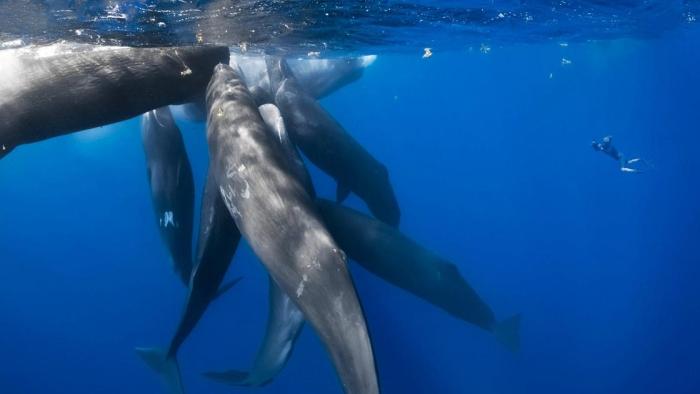 Patrick and the Whale: A group of whales convenes.