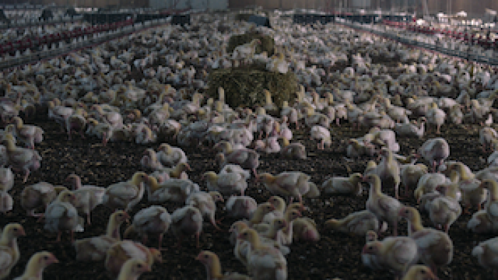 Still from Poisoned: The Dirty Truth About Your Food: Inside a farm with young, white chickens gathering around each other in close quarters