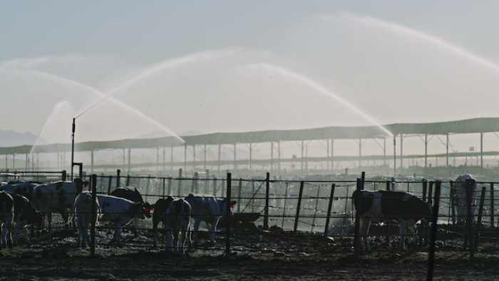 Still from Poisoned: The Dirty Truth About Your Food: Farm with brown and white cattle gathering around each other, while the land is being irrigated with large sprouts of water 