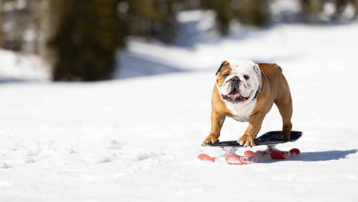 Powder Pup: A bulldog snowboarding on a snow covered mountain