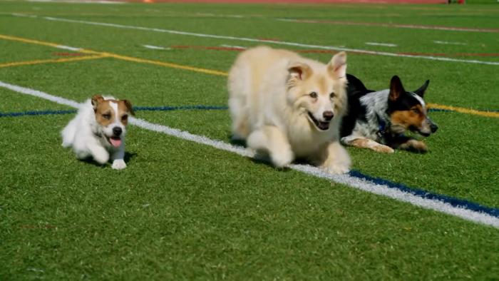 Pups United Movie: Scene #5