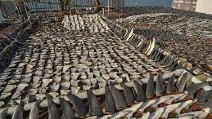 Racing Extinction Movie: Scene Three