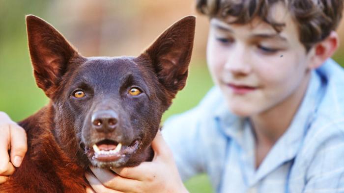 Red Dog: True Blue Movie: Blue & Mick
