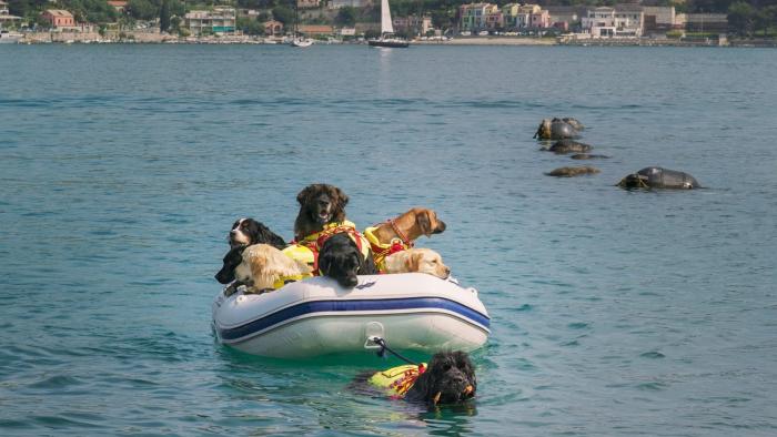 Superpower Dogs Movie: Reef, a water rescue Newfoundland with the Italian Coast Guard, on the Italian Riviera