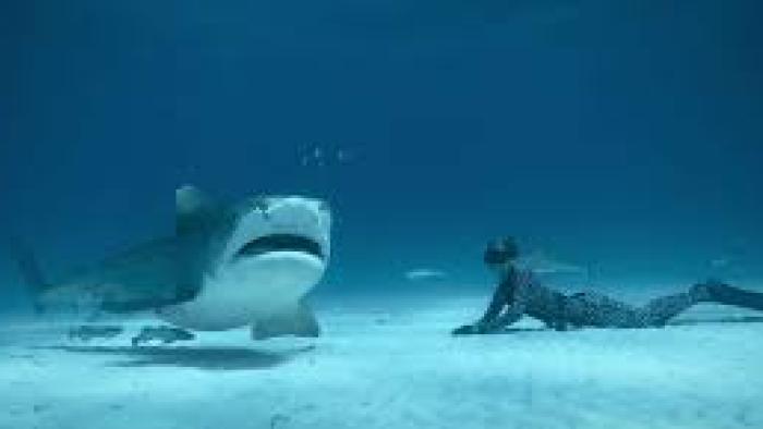 Shark Whisperer: Ocean Ramsey and shark