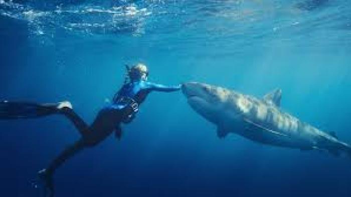 Shark Whisperer: Ocean Ramsey and shark