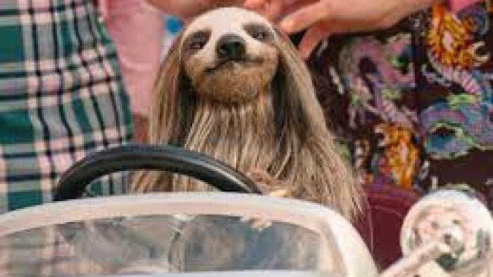Slotherhouse scene 3: hands pet a sloth in a toy car