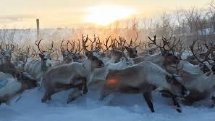 Stolen: a vast reindeer herd