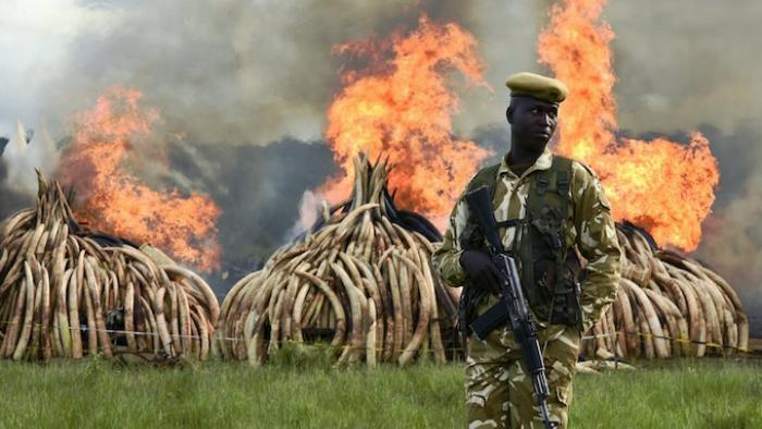 The Ivory Game: Burning tusks