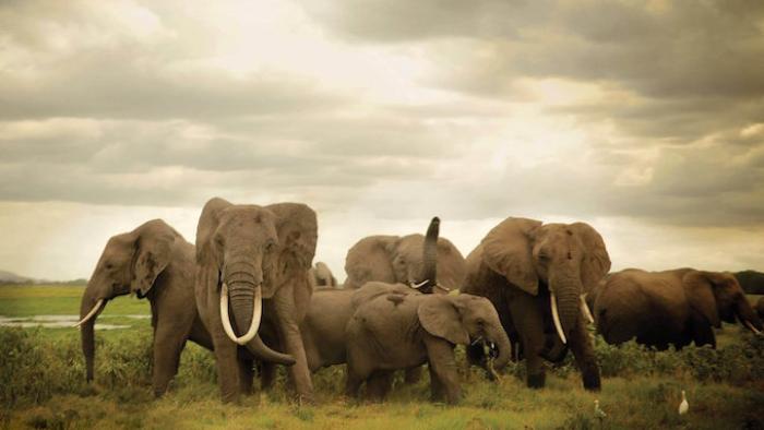 The Ivory Game Movie: Herd of elephants