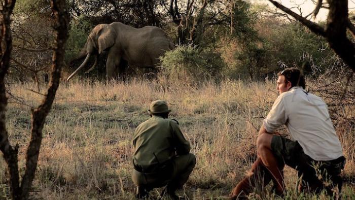 The Ivory Game Movie: Hunting an elephant