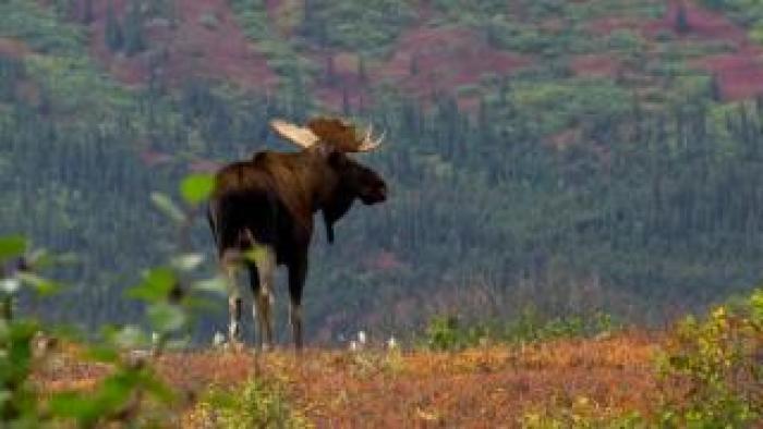 A moose standing in an autumn shrub landscape.