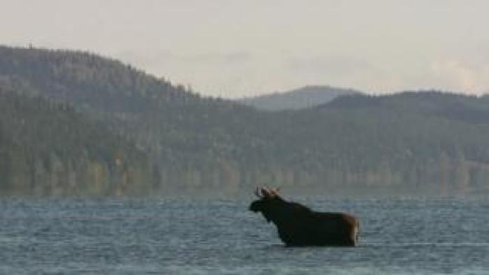 A moose standing in a lake with forested hills behind.