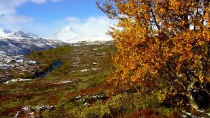 Autumn tree in snowy mountain landscape.