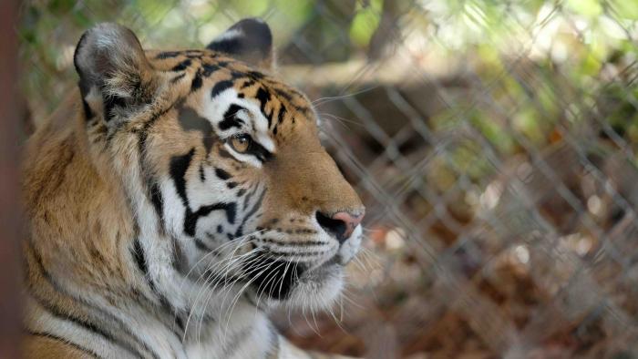 The Tiger Rising Movie: Scene #1