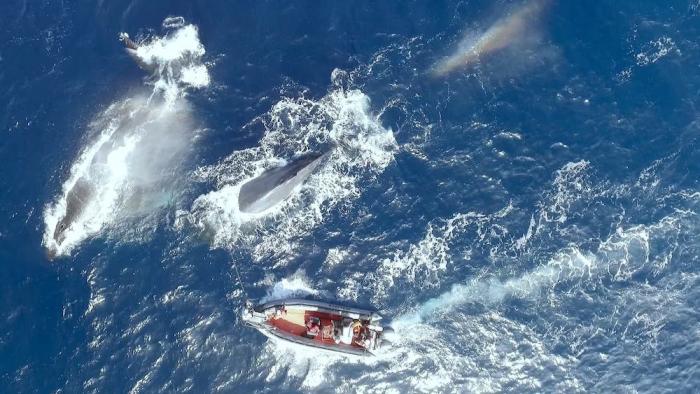 The Loneliest Whale Movie: Scene #2