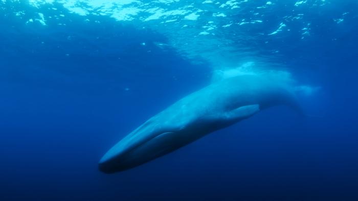 The Loneliest Whale Movie: Scene #1