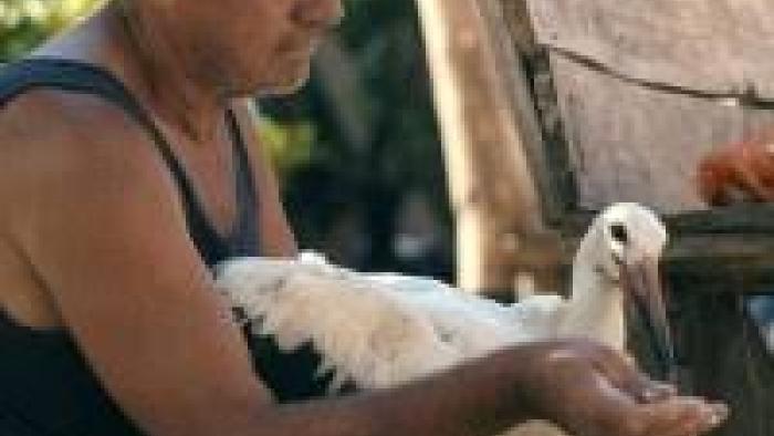 The Tale of Silyan Movie: Nikola Conev feeds stork by hand