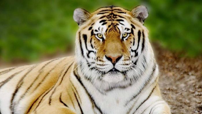 Tigerland Movie: Scene #2