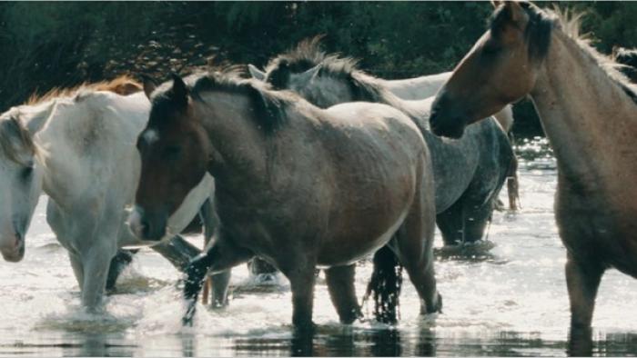 Wild Beauty: Mustang Spirit of the West: Horses in their habitat.