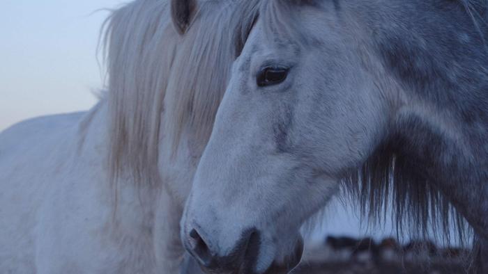 Among Wolves Movie:  Wild Horses