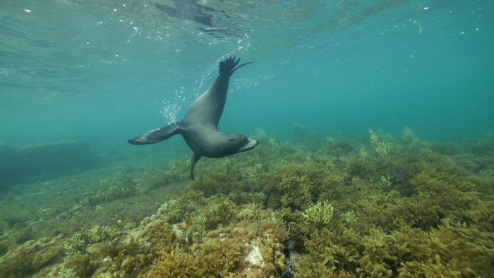 Super/Natural aquatic animal.