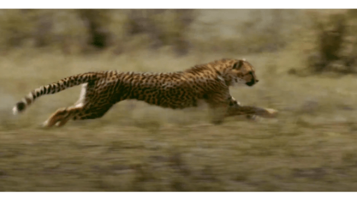 Age of Big Cats TV Show: Screenshot #1