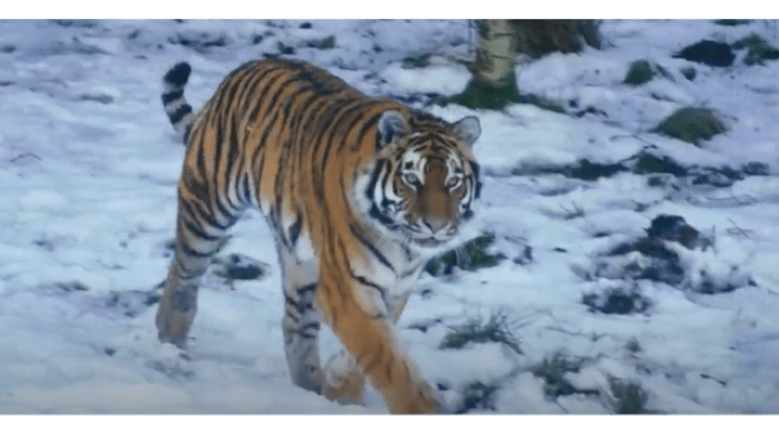 Age of Big Cats TV Show: Screenshot #2
