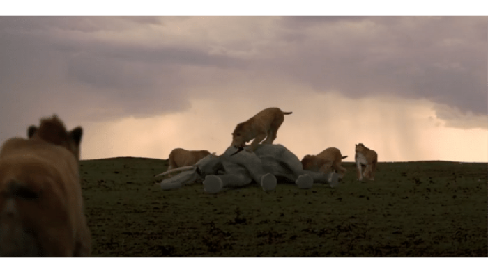 Age of Big Cats TV Show: Screenshot #4