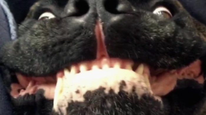 America’s Funniest Home Videos: Animal Edition: Scene #2, A dog makes a silly face. 