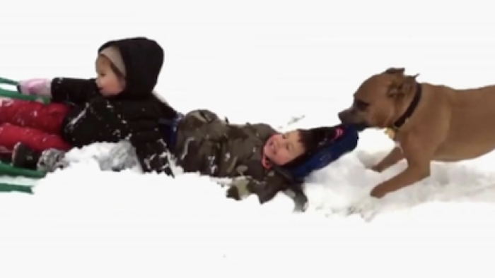 America’s Funniest Home Videos: Animal Edition: Scene #3, Playing with a sled. 