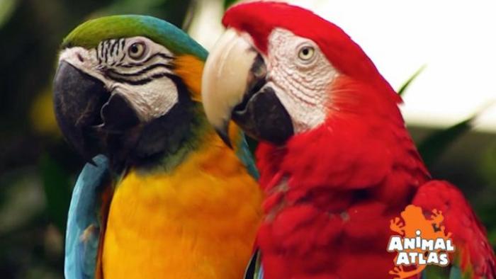 Animal Atlas TV Show: Scene #1
